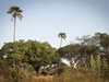 environment