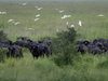 buffalo