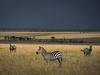 Serengeti zebra Tanzania