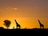 Giraffe Serengeti National Park Tanzania