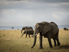 Serengeti elephant game drive Tanzania Africa