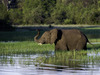 Jacana Camp, stupendous shot of young elephant moving through blue waters, curled trunk and small white tusks, light green reeds protruding