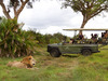 Jacana Camp, large male full maned lion, visitors in a safari vehichle extremely close, squishy green grass and large bush plants, Botswana, Africa
