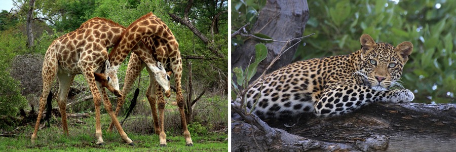 Giraffes with heads and necks intertwined, giraffes in love, animals in love, exquisite leopard with piercing eyes, remarkable African wildlife