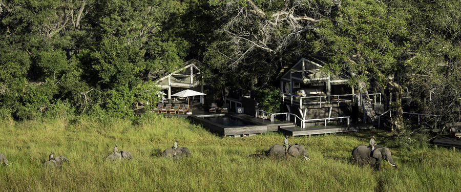 Guides lead a trail of guests via an elephant backed bushwalk next to famed Abu Camp, line of elephants marching through tall grasses, swimming pool