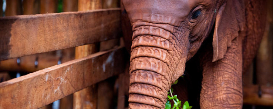 An orphan baby elephant has a bite to eat at The David Sheldrick Wildlife Trust, baby elephant, baby animals, orphan animals, vibrant green plant
