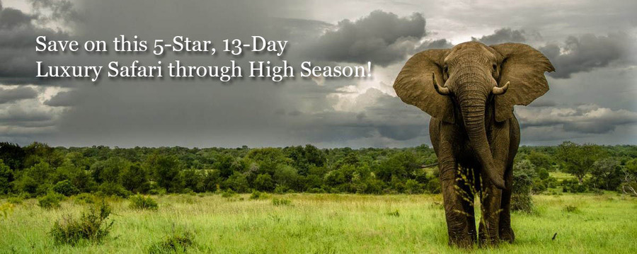A majestic African elephant walks across the vibrant green grass and shrublands as thunderstorms approach in the sky, elephant tusks, African safari