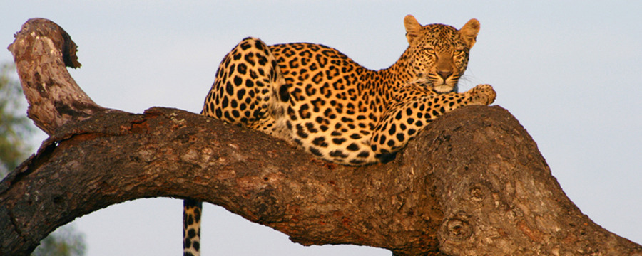 A leopard lounges in the sun on a large tree branch near Savanna Lodge, Sabi Sand Reserve, South Africa, African safari, contented big cat