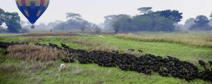 Hot air ballooning over the Busanga Plains, the northern end of Kafue National Park, Zambia, herd of African buffalo migrating across the green plains