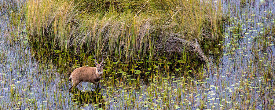 A rare African antelope cautioulsy steps through a flooded wetland, lily pads and grasses sprouting from waters, curved horns, brown and white marking