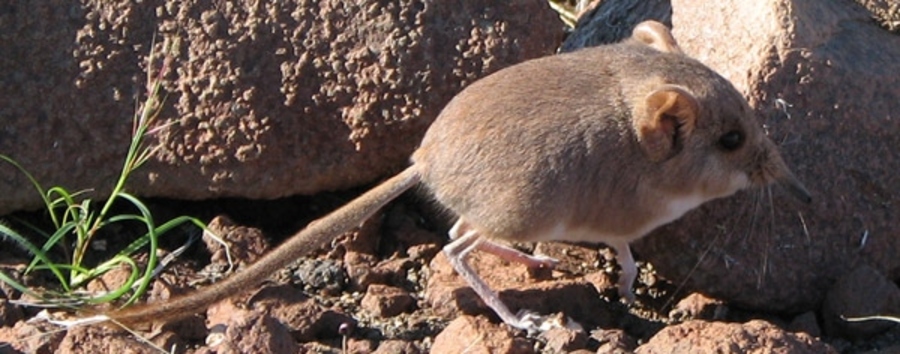 The world's smallest elephant shrew hopping along the rocks in a remote corner of Namibia, tiny elephant-relative, California Academy of Sciences