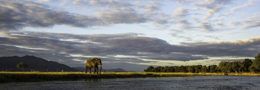 Large African elephant overlooking the wide Zambezi River near Ruckomechi Camp, elephant approaching watering hole, Zambia safari camp, Africa  