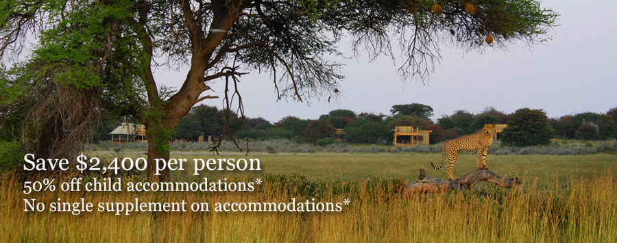 A cheetah perched on a low-hanging tree limb to gain a better view of the surrounding lands near an African safari camp, overhanging tree, grasslands