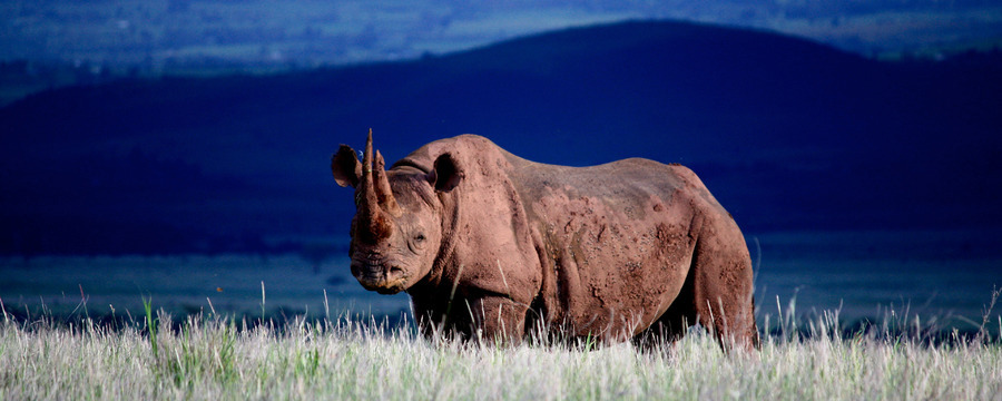 A massive African rhino staring into the camera, double horned animal, set against a deep dark blue background, endangered animals, African safari