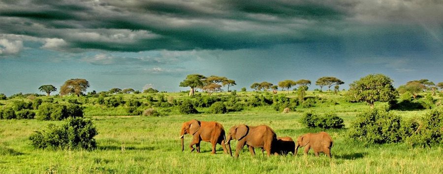 African elephants graze in Tarangire National Park Asilia Africa