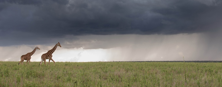 photographer Michael Poliza reticulated giraffe on the open green savanna of Laikipia Plateau in Kenya