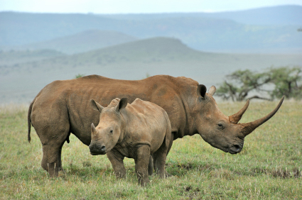 Region-lewa
