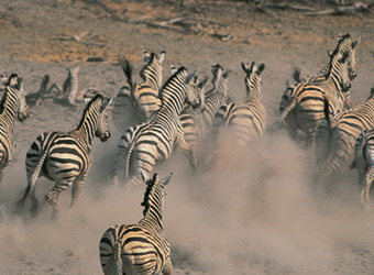 A herd of zebra stampedes through the plains kicking up a immense cloud of dust behind them in Makgadikgadi Salt Pans.