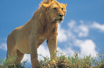 Photo of Kruger National Park