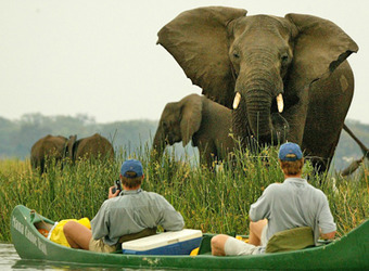 Elephant with baby elephant gazes at safari guests in a grooved canoe mere feet away in the Zambezi River in Mana Pools National Park, Zimbabwe