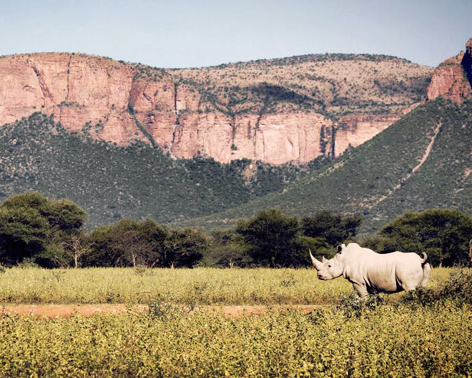 Marakele-marataba_rhino__mb_