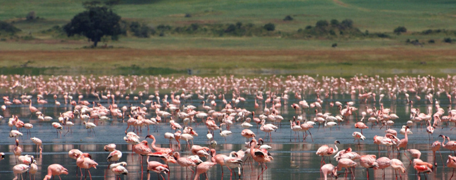 Huge_ngorongoro_crater__ncl_