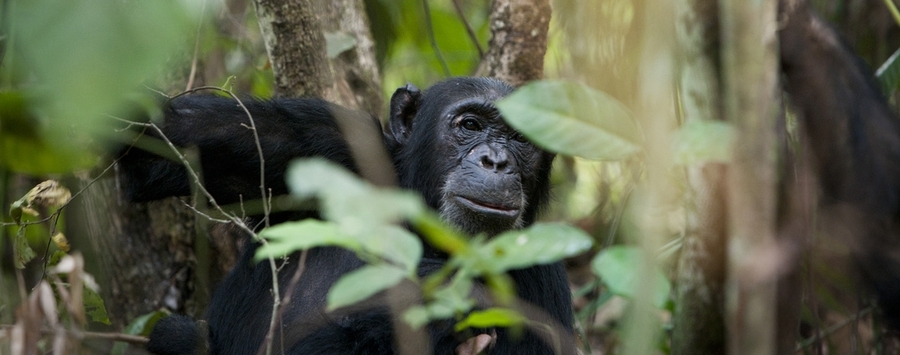 Huge_mahale_chimp_990x430