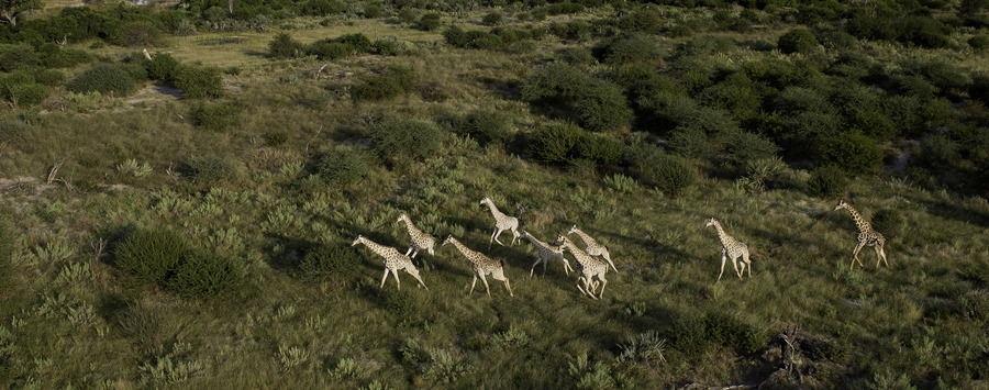 Huge_tubu_tree_-_heli_over_delta_bots