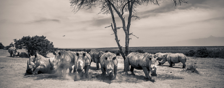 Huge_solio_lodge_-_rhinos_under_the_tree