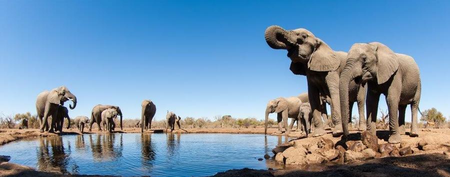 Huge_mashatu_elephants-at-the-waterhole