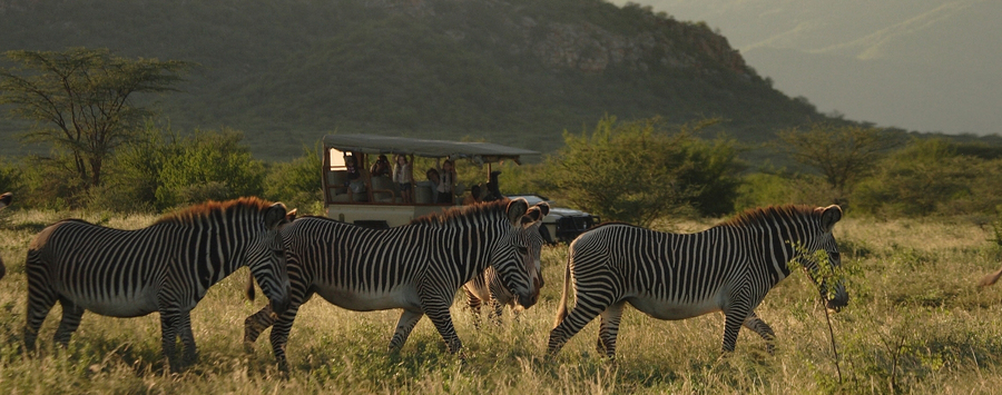 Huge_saruni_samburu_zebra