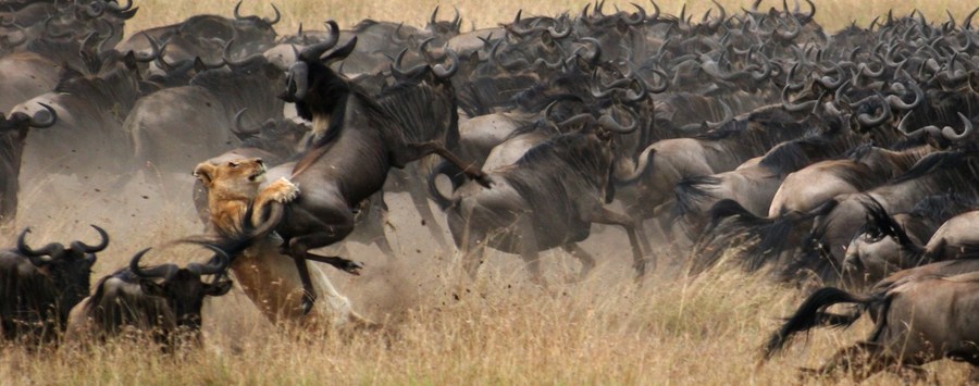 Huge_mara-plains-wildlife