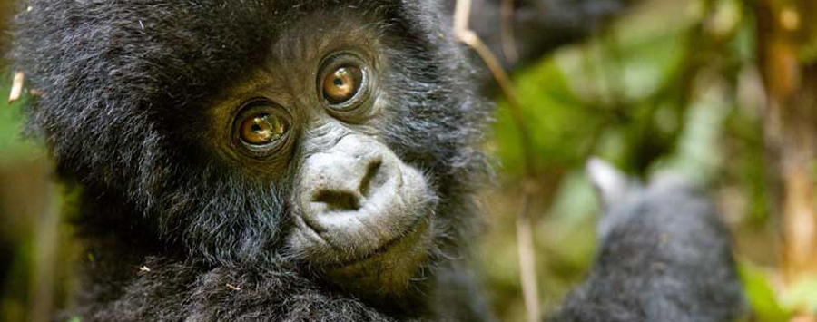 Huge_sabyinyo_silverback-wildlife
