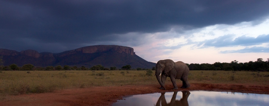 Huge_elephant_scene__1280x853_
