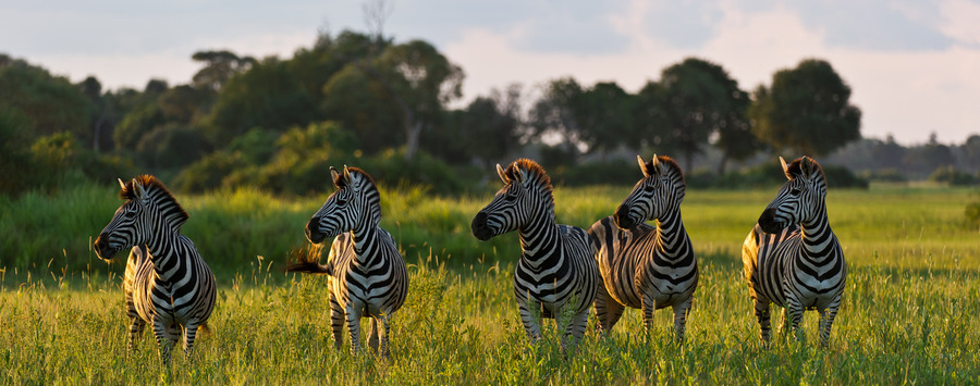 Huge_russel_friedman_delta_botswana