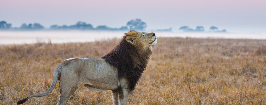 Huge_will_burrard-lucas_busanga_lion_crop