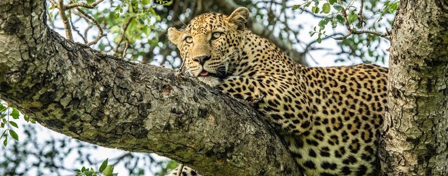 Huge_sabi_sabi_leopard