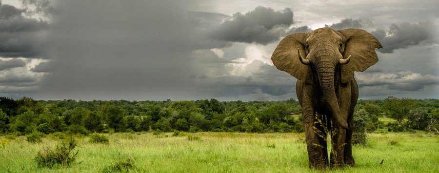Huge_sabi_sabi_ele