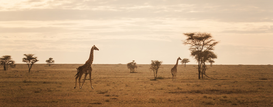 Huge_giraffe-sunset-serengeti-eric-frank-mr