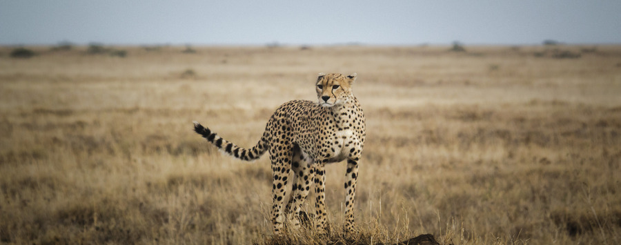 Huge_cheetah-looking-serengeti-eric-frank-mr