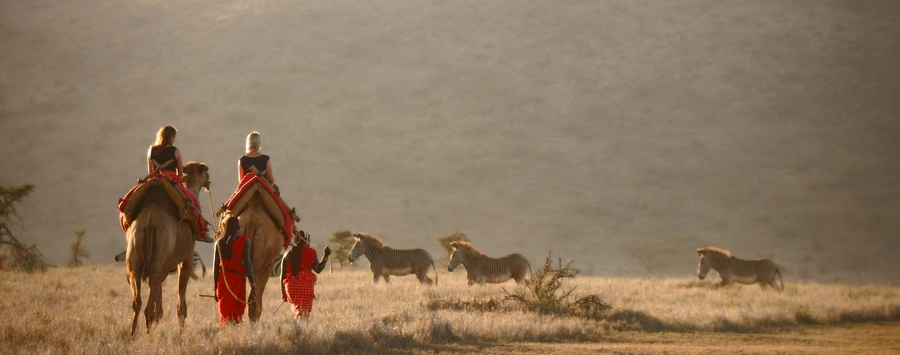 Huge_lewa-safar-camp-camel