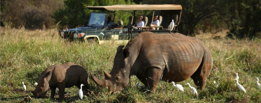 Huge_elsa_s_kopjes-wildlife
