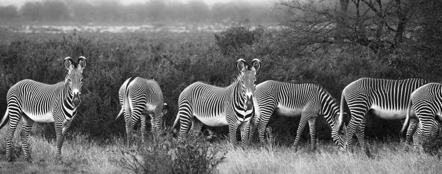 Huge_sasaab_grevy_s_zebra